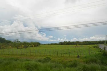 Open field with cows grazing under cloudy sky framed by trees in Anton Panama