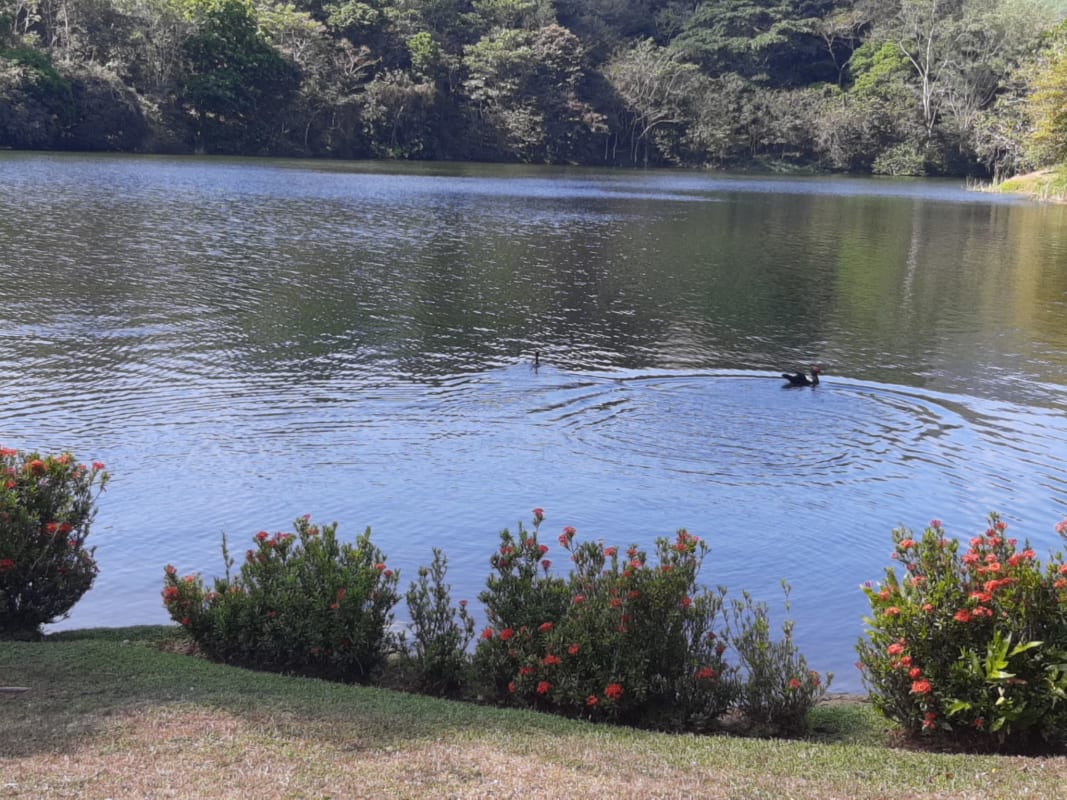 Lush patio beside the private swimming pool with scenic lake views Las Cumbres Panama