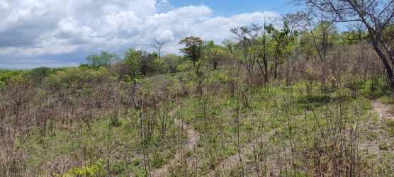 Undeveloped flat area with native trees and bushes in beachside El Higo property