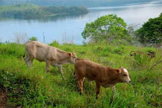 Land / Ranch / Finca for Sale in Chepo - 4 bedrooms