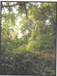 Dense wooded landscape with sunlight filtering through green canopy on Panama rural property