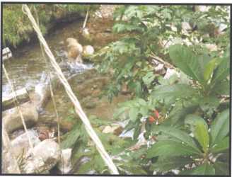 Creek flowing through tropical forest with rocks and vegetation in Olá agricultural land Panama