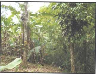 Banana plants among thick green vegetation on rural farmland in Olá Coclé Panama