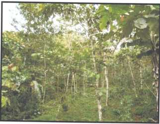 Tall mature trees and thick greenery on rural farm land in Coclé Panama