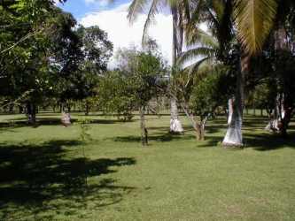 Lush tropical greenery and mature trees on beachfront development land Panama
