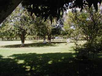 Mature palms and shaded green areas ideal for beach project Panama