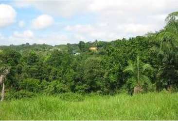 Rolling hills and wooded patches ideal for residential projects Bique Arraiján
