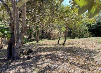 Wooded beachfront land with mature trees and sunlit clearing in Coronado Panama