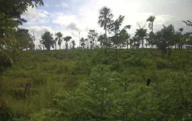 Satellite map pin marking 50-hectare agricultural farm near Calobre La Raya Veraguas Panama