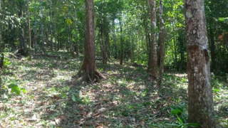 Land for Sale in Cerro Azul - 0 bedrooms