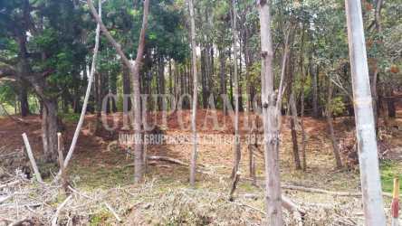 Wooded land with mature trees in natural forest environment at Altos del María Panama