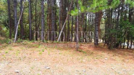 Forested mountain lot in Altos del María Panama with pine needle covered ground and mature trees