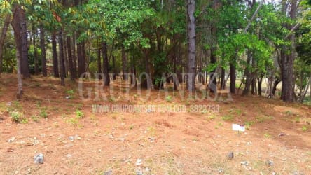Mountain wooded corner lot with mature pines and forest ground cover in Altos del María Panama