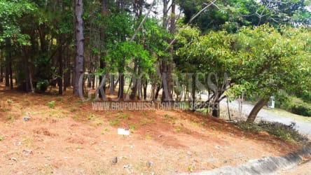 Wooded mountain lot with dense green trees and adjacent paved road in Altos del María Panama