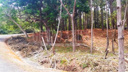 Forested Panamanian mountain lot near gravel access road Altos del María