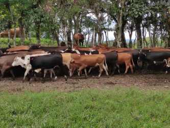 Lush areas with timber forest and fruit trees on mountain farm in Panama
