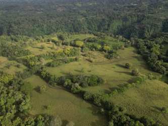 Wide pastures with cattle and gently rolling hills in Caisán Renacimiento farm for sale Panama