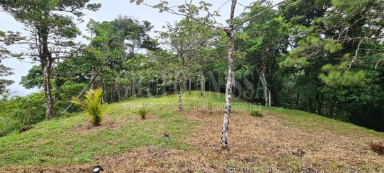 Forest surroundings with hilltop views from mountain residential lot