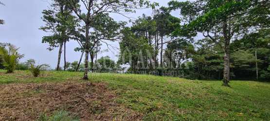 Gently sloped wooded residential lot surrounded by nature