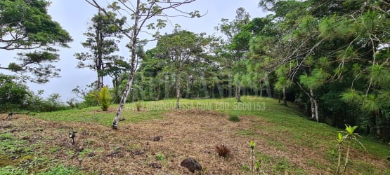 Cleared grassy lot bordered by forested areas in Rioca sector