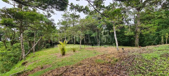 Partially cleared plot on wooded forest edge in mountain gated community