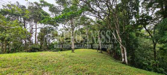Forested gentle slope with mature trees and clearing in Rioca Altos del María