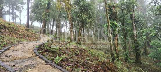 Hillside terrain with wild forest and mist in Altos del María Panama