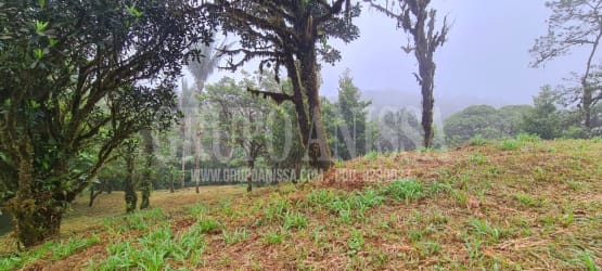 Tall trees and green woodland on Altos del María land for sale Panama