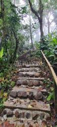 Natural stone steps with wooden rail in lush forest Altos del María Panama