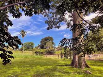 Expansive corner land shaded by mature trees ideal for housing near Coronado and beaches