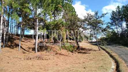 Wooded sloped mountain lot with pine trees and road in Altos del María Panama