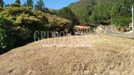 Vacant land with pine trees, paved road and forest surroundings in Altos del María Panama