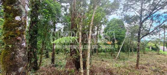 Natural forested lot with mature trees and partially cleared land in Altos del María Panama