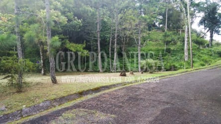 View of paved road, forest, and pine trees near mountain land Panama