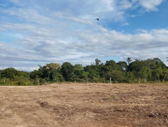 Cleared pasture area next to dense native forest land Penonomé Panama