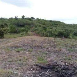 Dirt road lined with dense foliage leading to land plot Penonomé Coclé