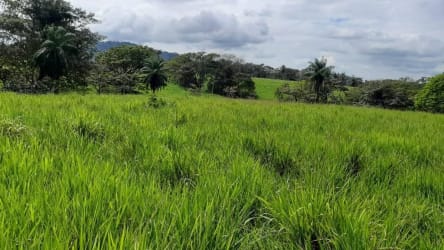Lush countryside with grassy slopes ideal for cattle ranching Renacimiento Chiriquí Panama