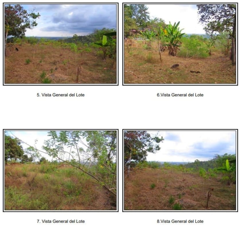 Banana trees on fertile farmland in Cerro Azul countryside Panama for sale