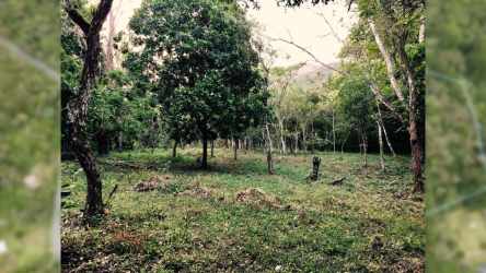 Forested lot with natural greenery near Chorro Mozas waterfall Coclé