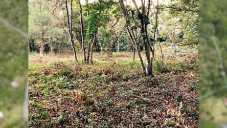 Aerial shot property boundary farmland forest Chorro Mozas Coclé