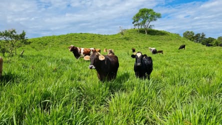 Livestock on grassy farmland with blue sky in Volcán Tierras Altas Panama