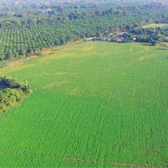 Land for Sale in Barú - 0 bedrooms