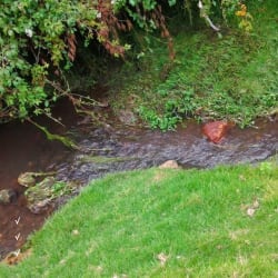 Flat extensive grassy estate land with mature foliage near Chame regional airport Panama