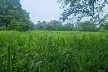 Lush flat terrain estate land near Chame beaches Panama for sale