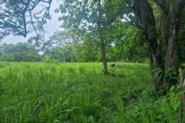 Large land parcel with mature trees near ocean and airport in Chame Panama