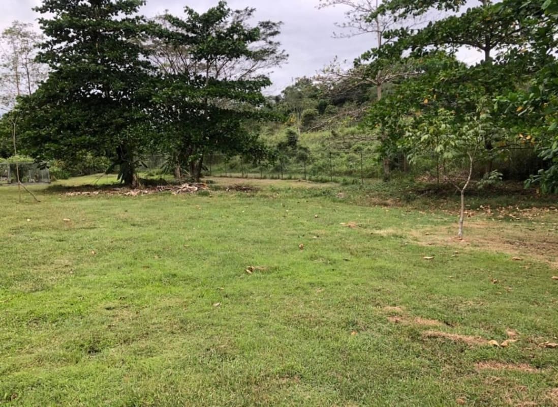 Large 8,000 m² residential land parcel for sale in Clayton Panama surrounded by greenery