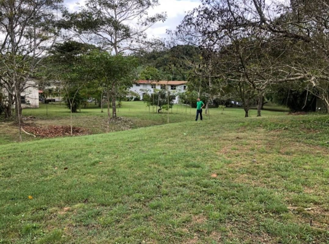 Spacious green land with mature trees and natural landscape Clayton Panama for sale