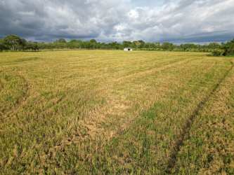 Rural property with flat land and mountain background in Chiriquí