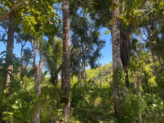 Native trees providing shade on cattle ranch farmland Soná Veraguas Panama