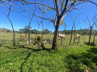 Dense green pastures with internal road access and fencing at cattle ranch Soná
